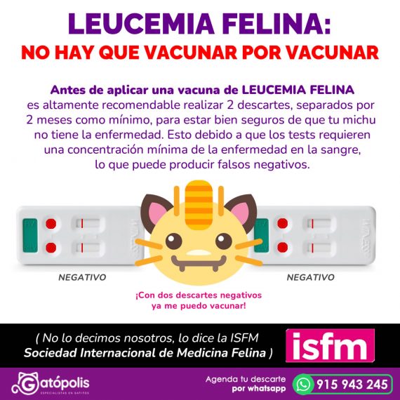 Todo sobre leucemia felina Gatópolis