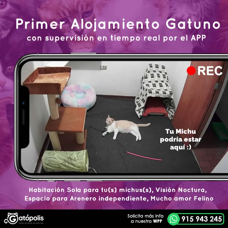 web_alojamiento-gatuno